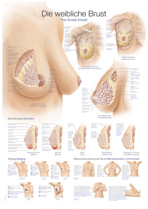 Poster The female breast