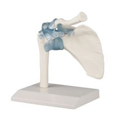 Shoulder joint with Ligaments with Tripod
