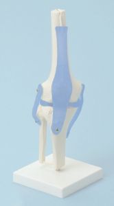 Knee joint with Ligaments with Tripod