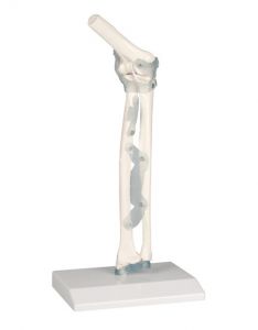 Elbow joint with Ligaments mit Tripod