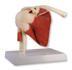 Shoulder Joint, life size, with muscles