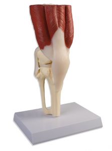 Knee Joint, life size, with muscles